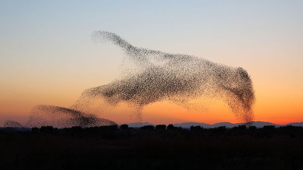 鳥 の 群れ スピリチュアル