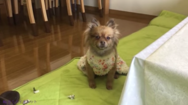 爆笑 犯人はあんたやろ スリッパを破壊して問い詰められる5匹の犬達 ニコニコニュース
