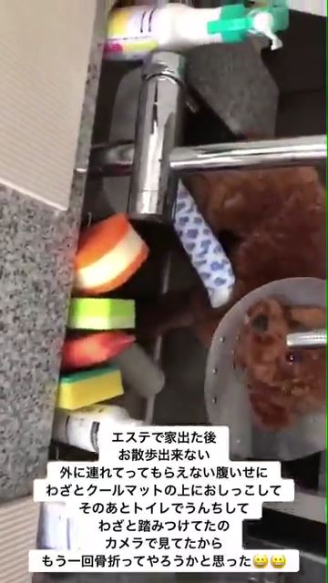 プードルに虐待