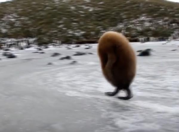 すべての動物の画像 最高丸い 動物