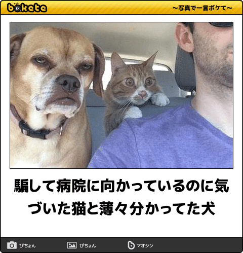 騙して病院に向かっているのに気づいた猫と薄々分かってた犬 人気の