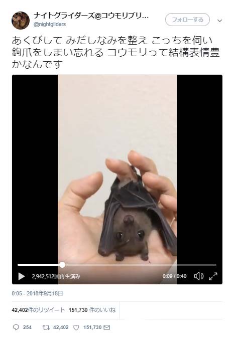 コウモリがあくびをする動画にコメント集まる こんなかわいいコウモリ初めて見た 耳がぴこぴこ ニコニコニュース