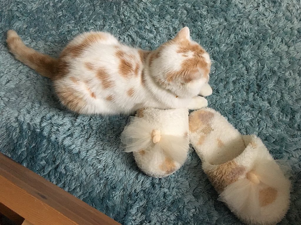 猫のホイップさん 朝起きたらスリッパが３つに増えていた ツイートに 仲間だと思うのかな と話題に ニコニコニュース