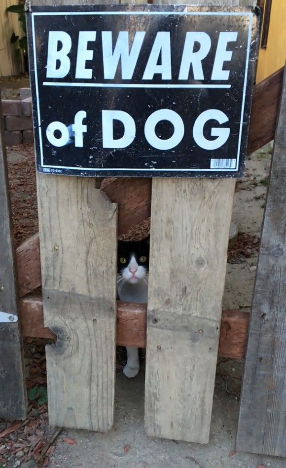 犬注意 の看板だ どんな猛犬がいるのかと思えば ニコニコニュース