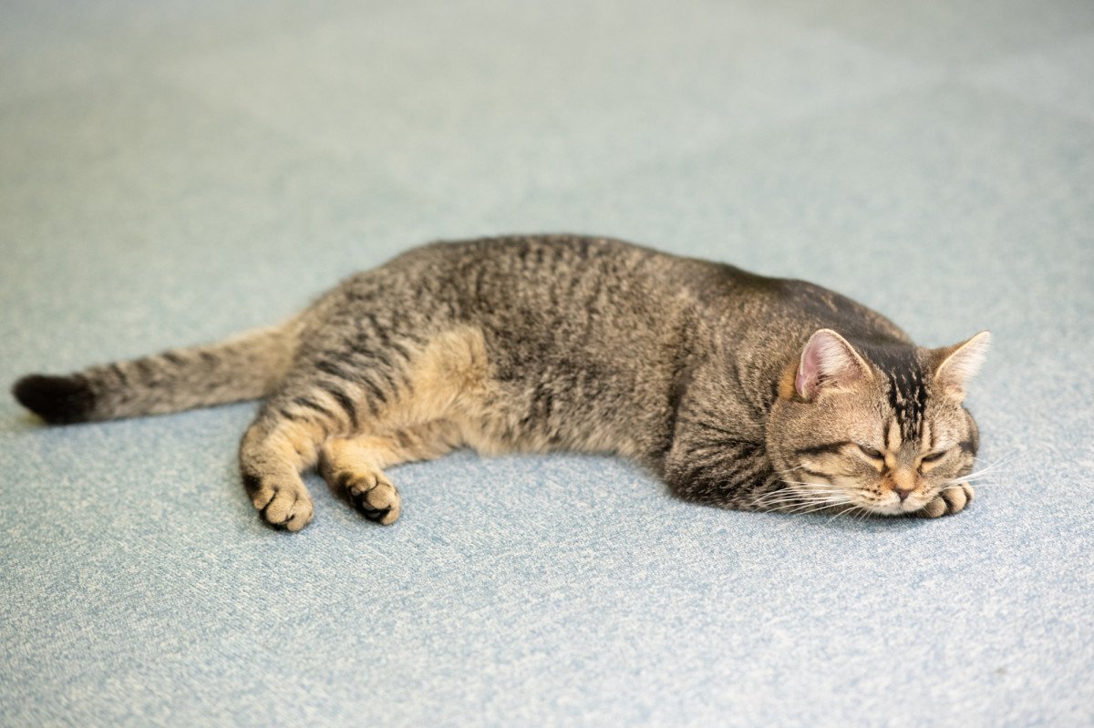 写真たっぷり ねことじいちゃん 俳優猫 ベーコンにインタビュー 役作りの秘訣は ニコニコニュース