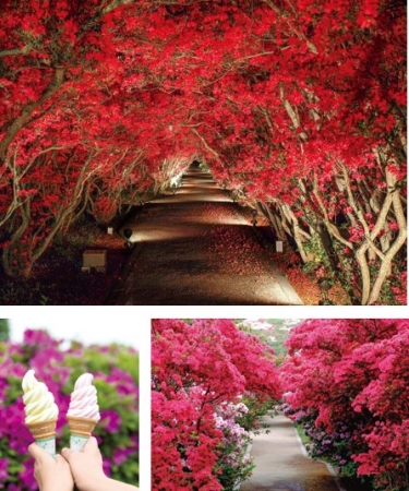 G Wに10万本のつつじ 小室山公園夜つつじ散歩 開催が決定 Snsで