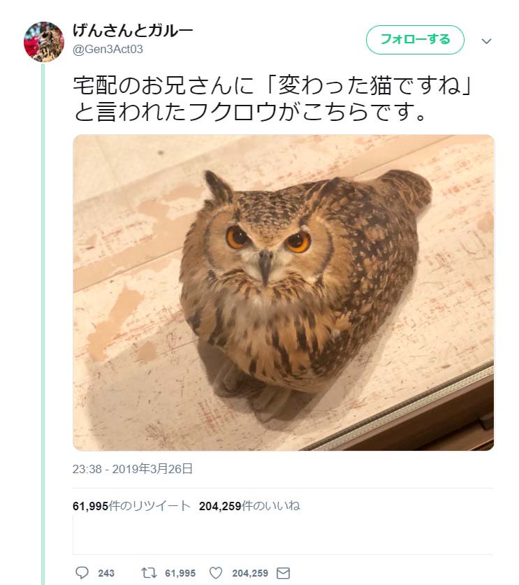 変わった猫ですね と言われたフクロウがネットで大反響 フクロウは翼