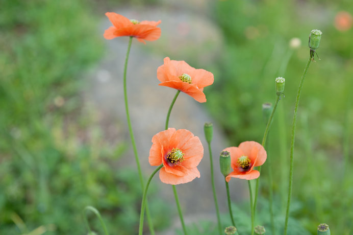 50 素晴らしいナガミヒナゲシ 花 言葉 すべての美しい花の画像