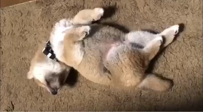 柴犬パピーちゃんの可愛い寝顔 寝相にメロメロ ニコニコニュース