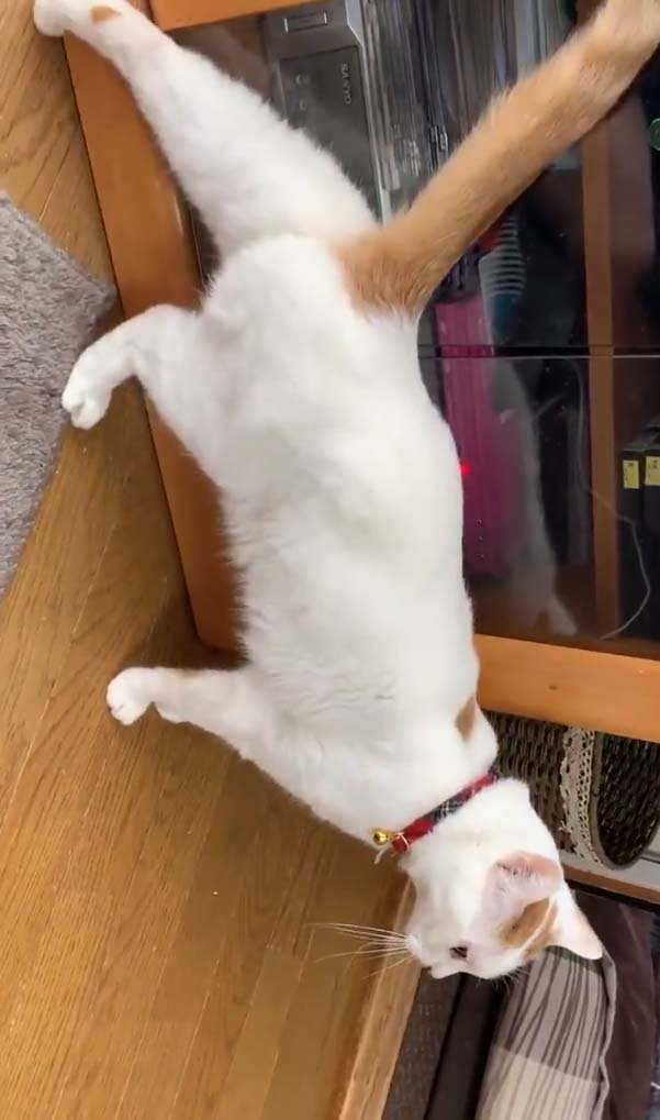 うちの猫のカッコイイポーズ 足を伸ばす猫動画が話題に ナゾの