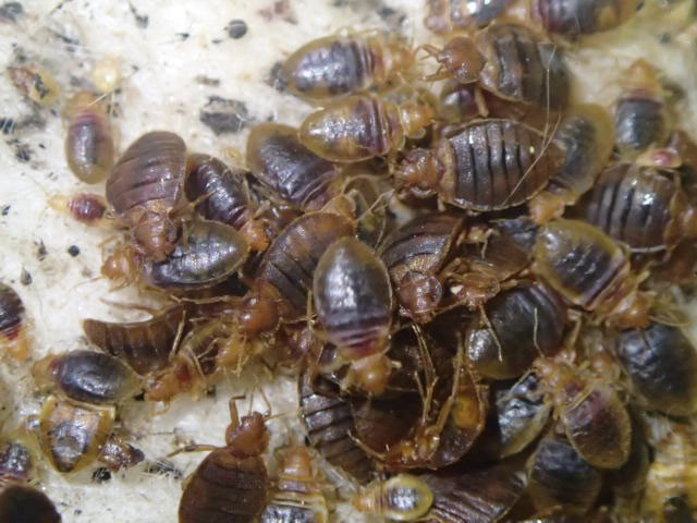 日本からは一掃されたはずのトコジラミが、殺虫剤の効かないスーパー・トコジラミとなって勢力拡大中。ベッドの下や洋服ダンスと壁の隙間に集団で潜む