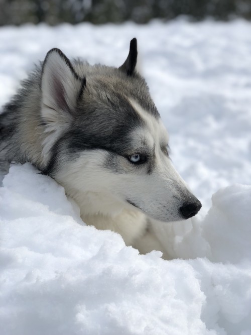 まだじゃ まだ食べたりない 雪を食べつくさんばかりの勢いのハスキー ニコニコニュース