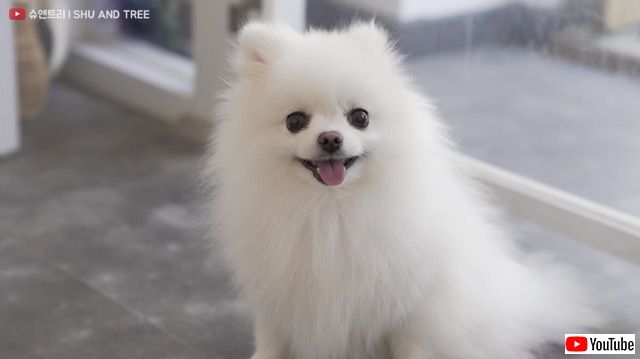 生きているぬいぐるみ爆誕の瞬間 ふわふわポメラニアンのヘアカット