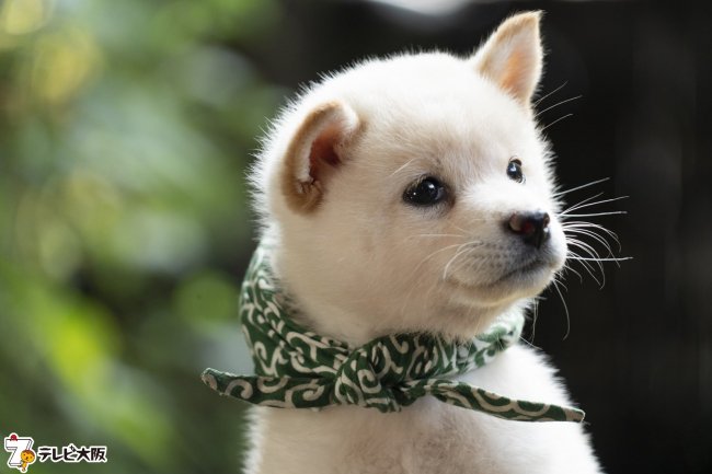最高白い 柴犬 最高の花の画像