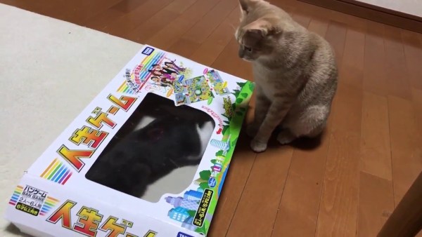 人生の枠をはみ出し遊ぶ猫 自由な生き方見せつける ニコニコニュース