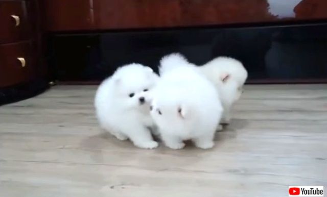 モフモフ毛玉が元気にコロコロ走り回るよ ポメラニアンの子犬たちを愛でる動画 ニコニコニュース