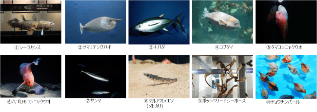 今年一番人気だったのは担当者もびっくりのあの魚 アクアマリンふくしま 流行魚大賞19 ニコニコニュース