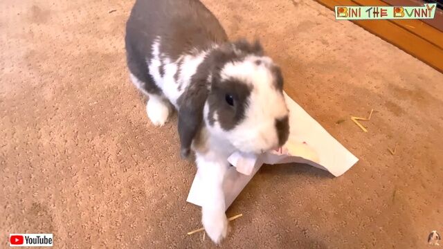 ふざけんなこの紙こうしてやる 飼い主さんの貼り紙に怒れるウサギが凶暴化 ニコニコニュース