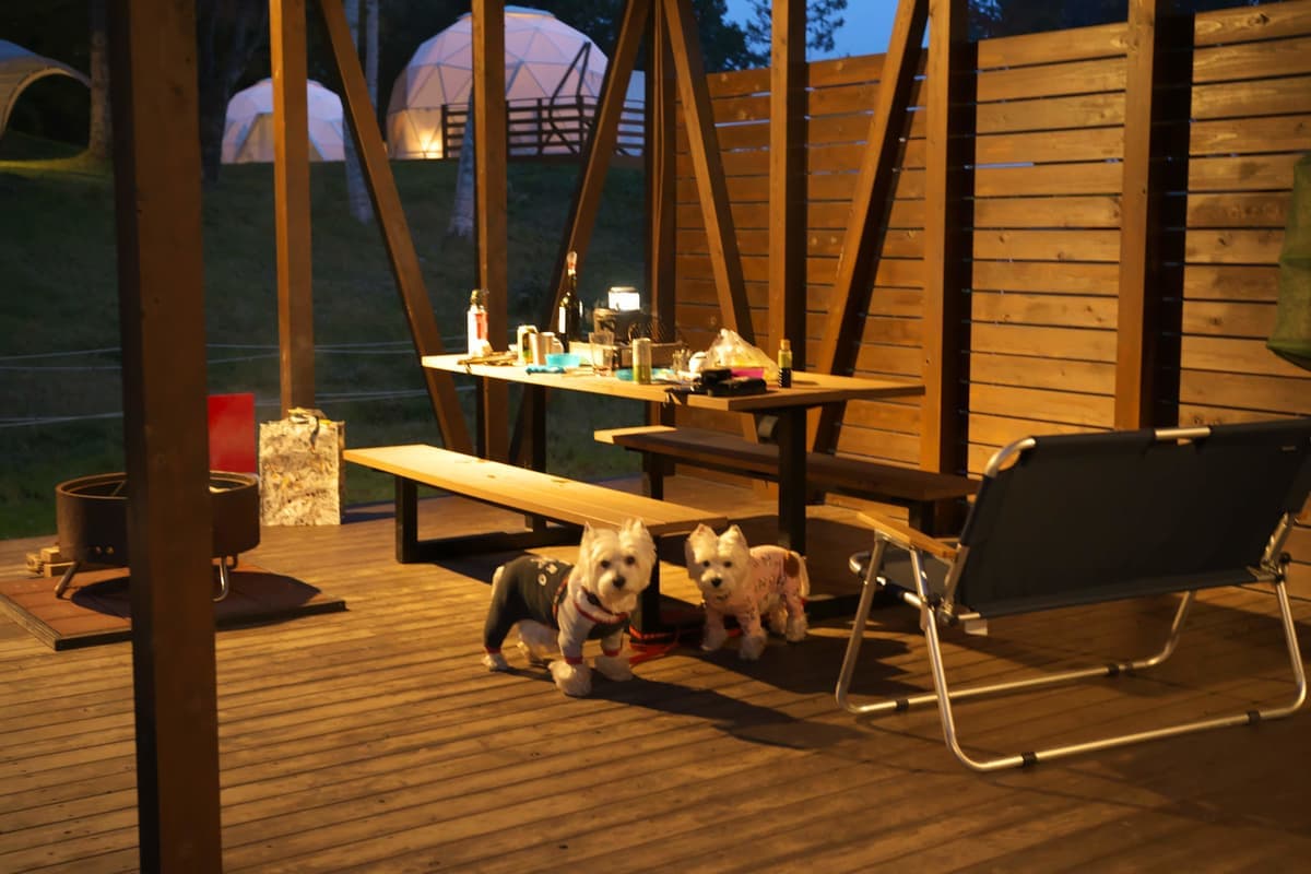 キャンプ場やフェリーでもペット同伴OK