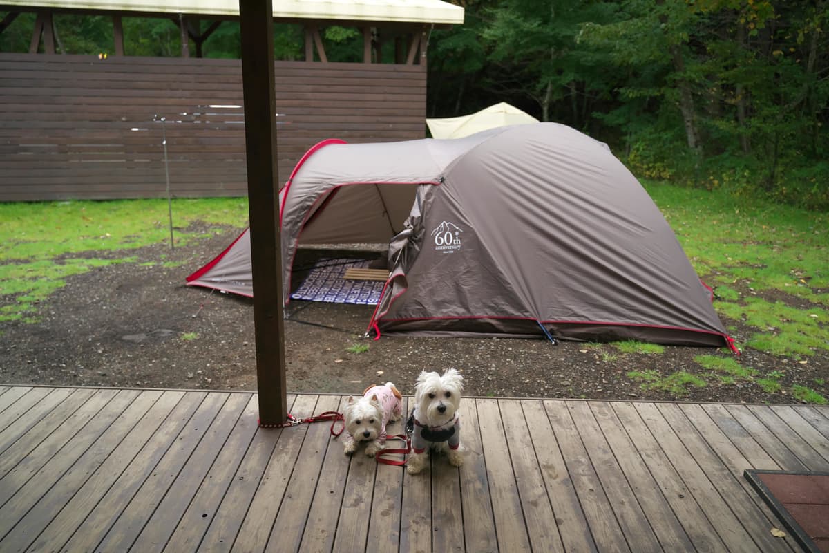 キャンプ場やフェリーでもペット同伴OK