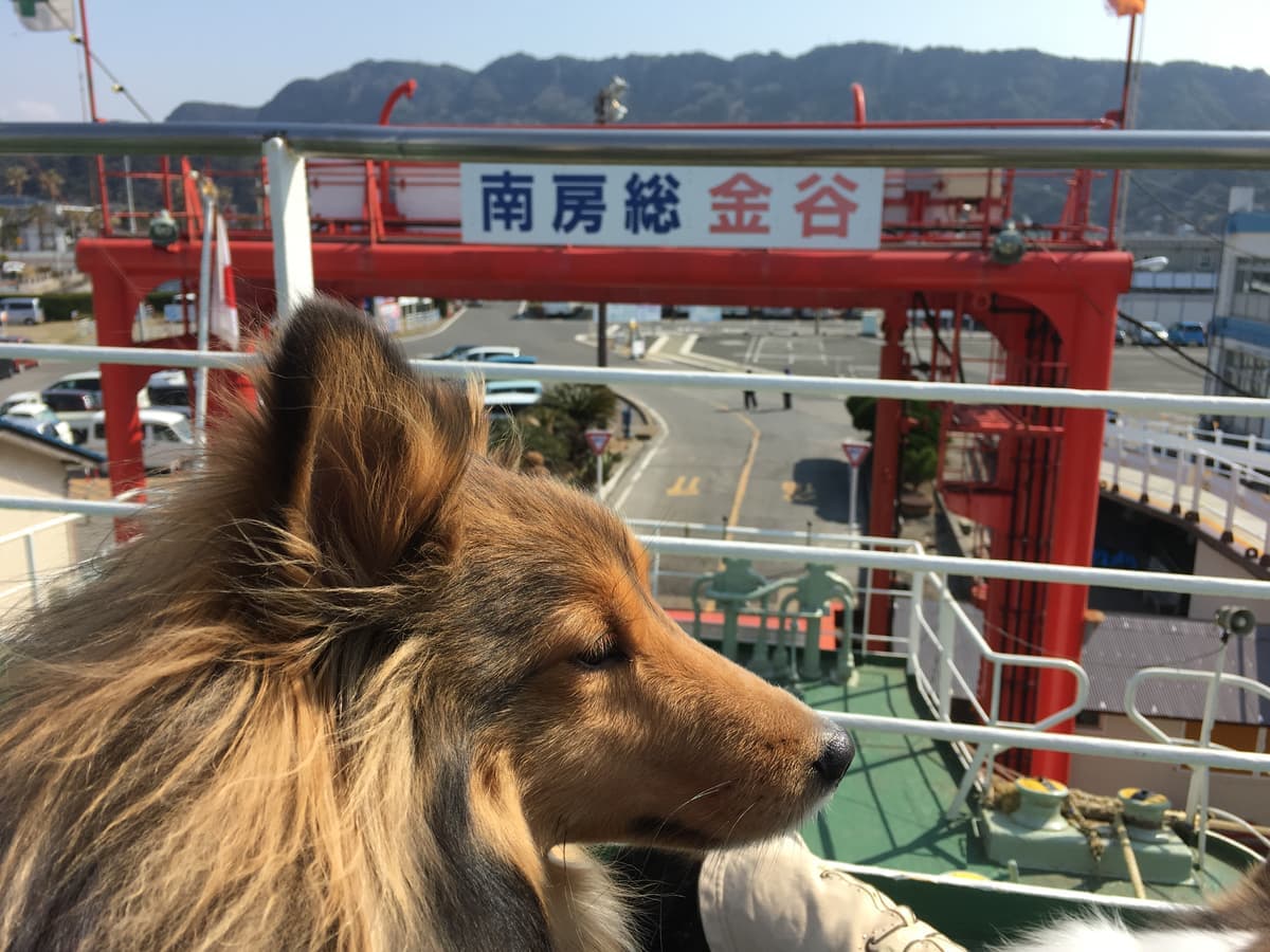 キャンプ場やフェリーでもペット同伴OK