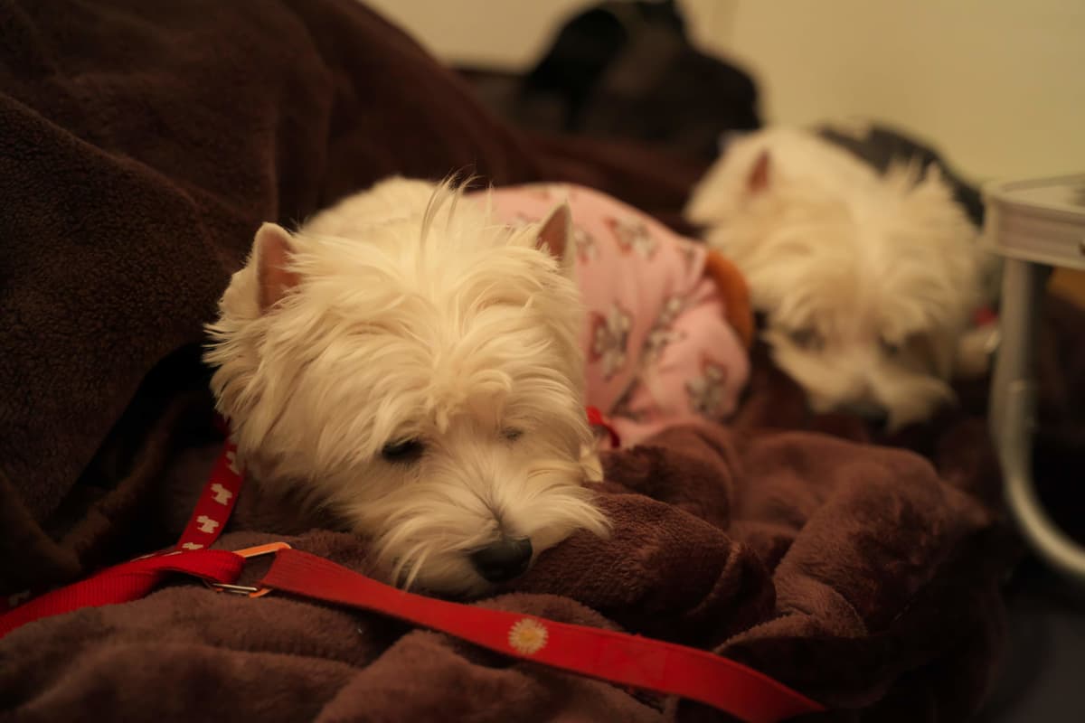 キャンプ場やフェリーでもペット同伴OK