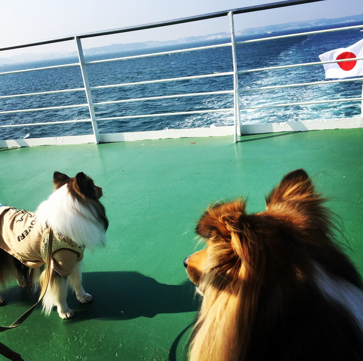 キャンプ場やフェリーでもペット同伴OK