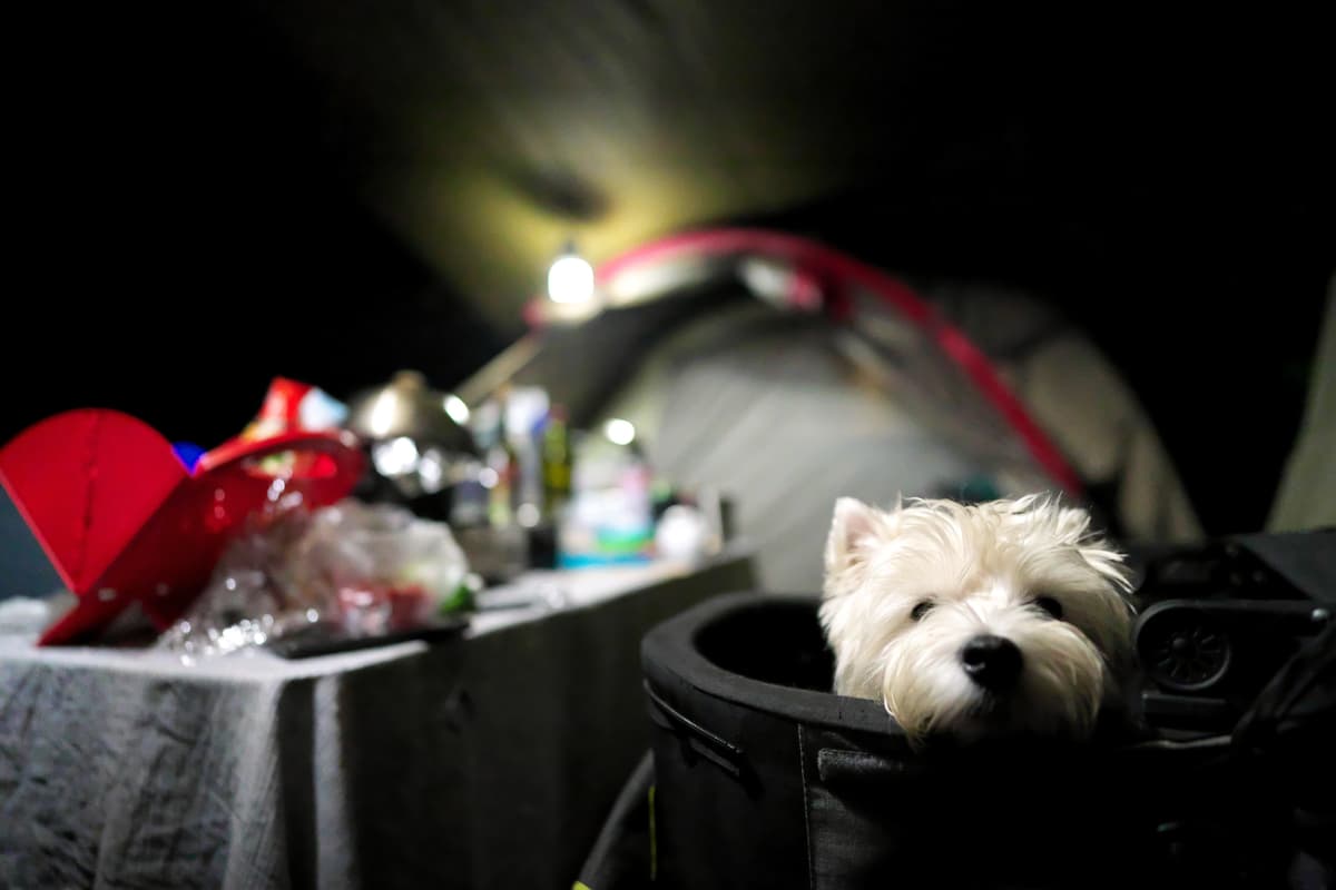 キャンプ場やフェリーでもペット同伴OK