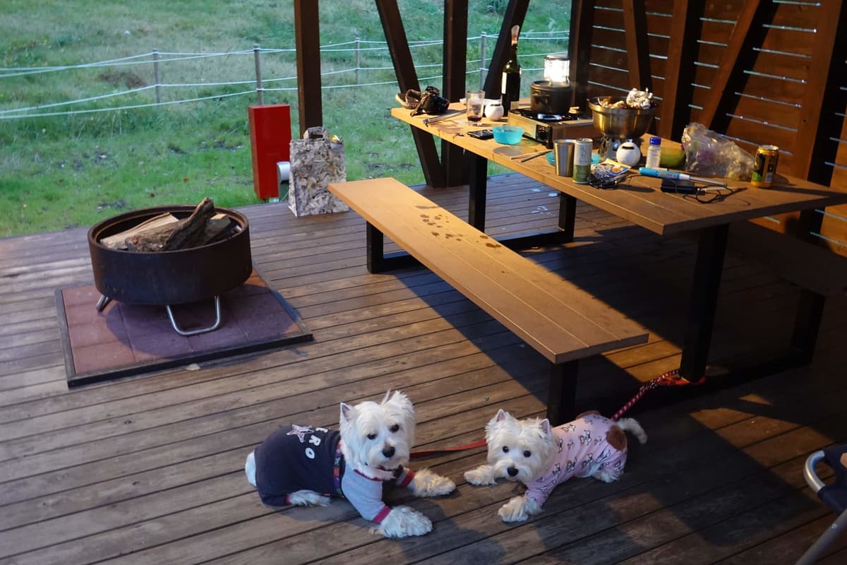 キャンプ場やフェリーでもペット同伴OK