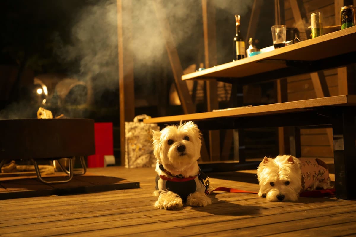 キャンプ場やフェリーでもペット同伴OK