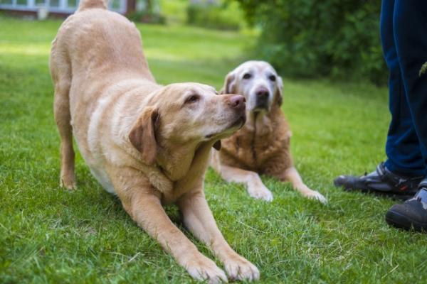 犬を飼う人 Vs 犬を食べる人 ベトナムで起こっている信じ難い対立