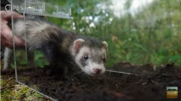 ferret2_e