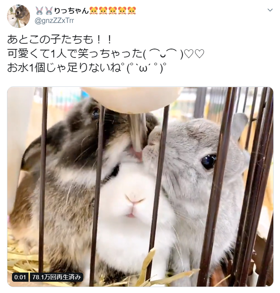 無料ダウンロード もふもふ うさぎ 写真 フリー たつく