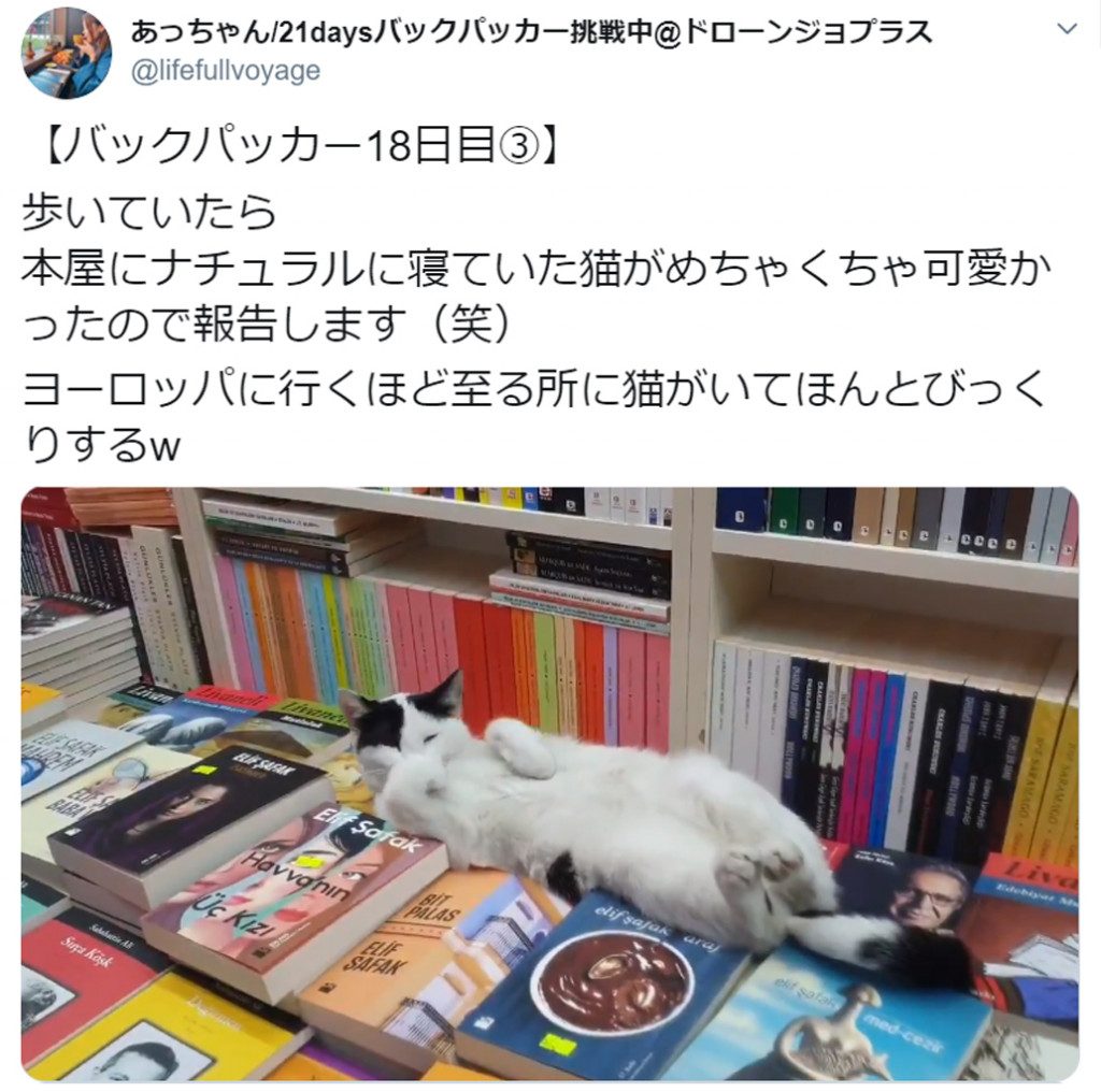 書棚の上で猫がぐっすり トルコの本屋で見つけた癒やしの光景が