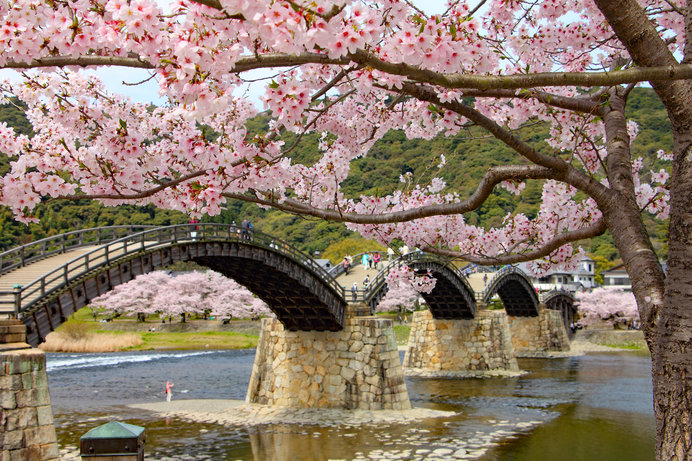 2020年の桜に逢いたい♪ 中国地方のさくら名所4選 | ニコニコニュース