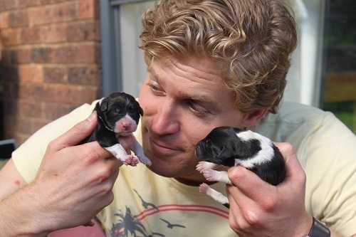 ダニエル ハロウ ドラマ