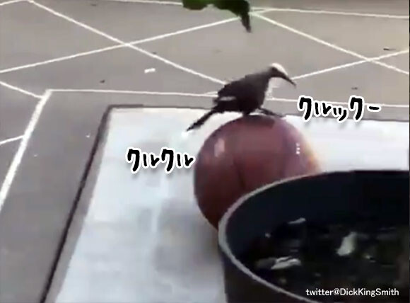 バスケットボールと鳥