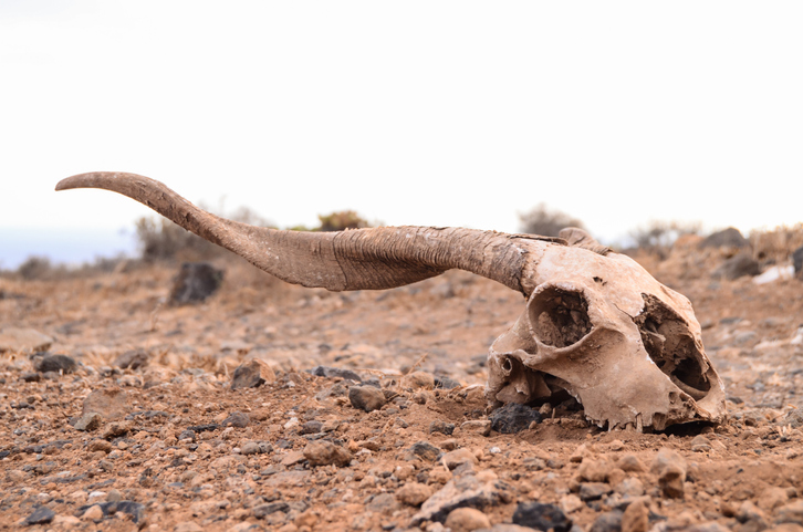 6度目の大量絶滅