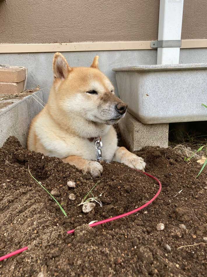 柴犬 ここが落ち着くんです 説得力ありすぎな １枚 が コチラ ニコニコニュース