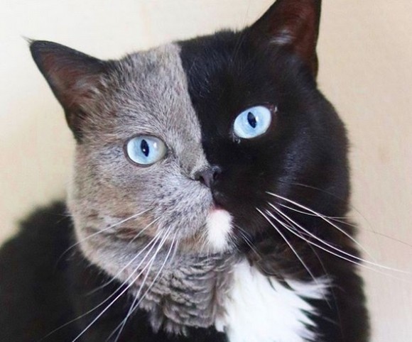 キメラテイストの猫