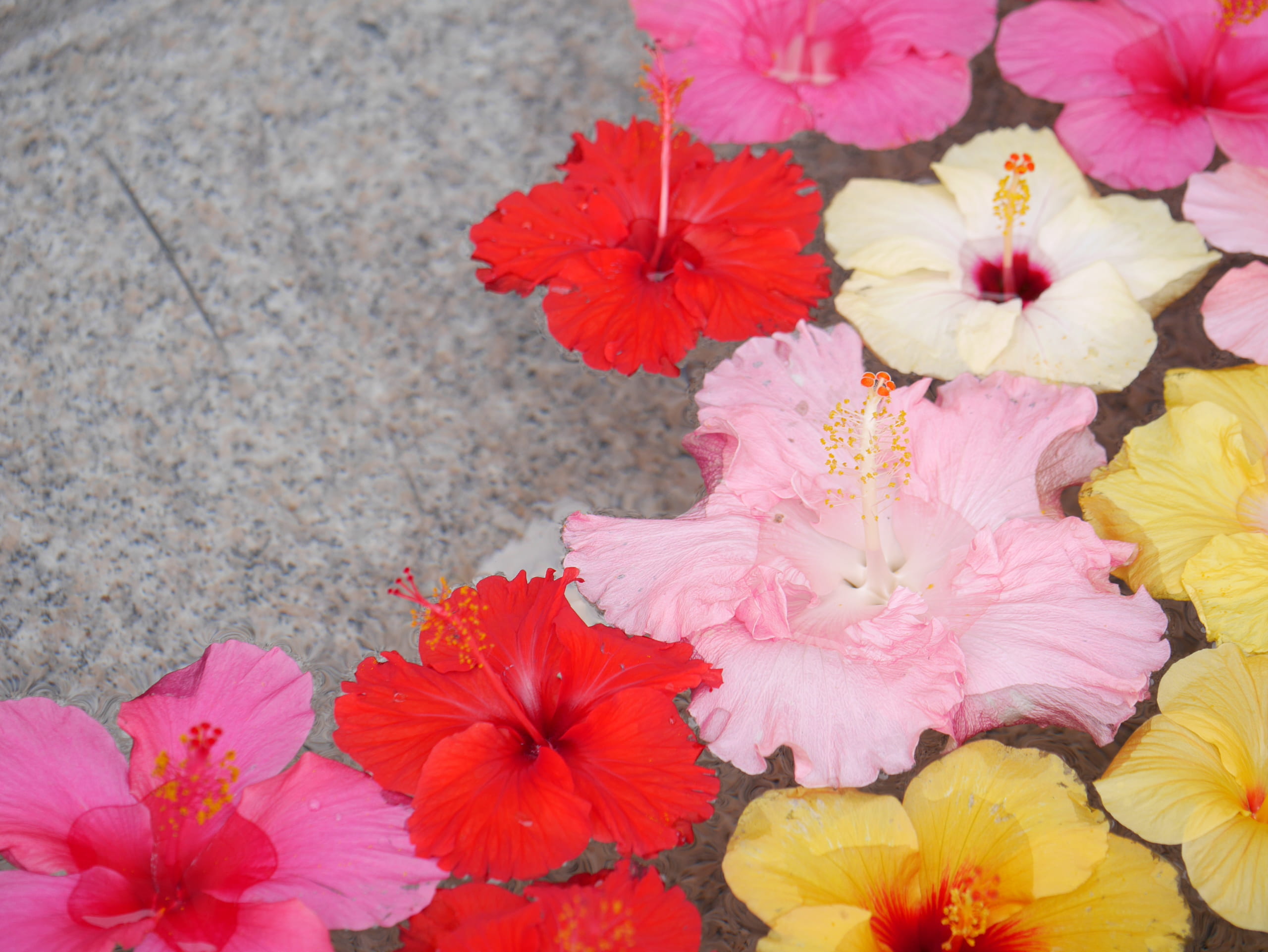 ハイビスカスの花言葉はなに 南国を彩る花には明るい花言葉がたくさんあった ニコニコニュース