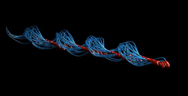 精子の泳ぎ方に関する研究