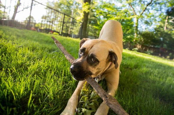 小型犬が闘犬に襲われボロボロにされて死亡 襲った犬の飼い主は無責任に逃走中 ニコニコニュース