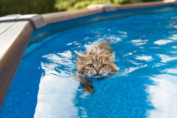泳ぐ猫