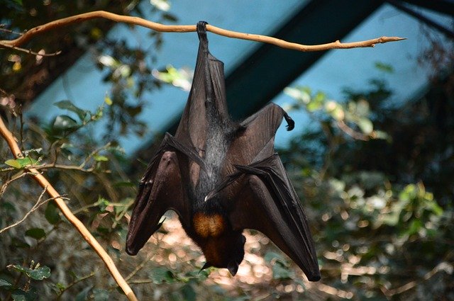 コウモリの赤ちゃんがバナナを食べる姿がカワイイ でもコウモリを素手で触ってはいけないってなぜ ニコニコニュース