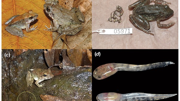 動物学者もひっくりかえる発見 直にオタマジャクシを産む新種のカエルの撮影に成功 ニコニコニュース