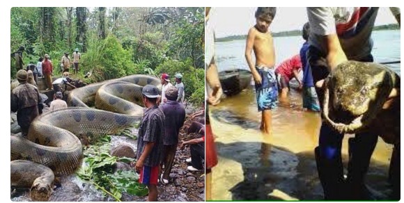 【マジかよ】ブラジルで50メートル1200歳のアナコンダが発見されたと話題に | ニコニコニュース