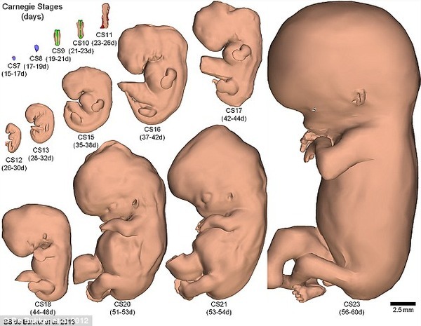 【朗報】お腹の中の細胞分裂中の赤ちゃんの成長を確認することができると話題に。 ニコニコニュース