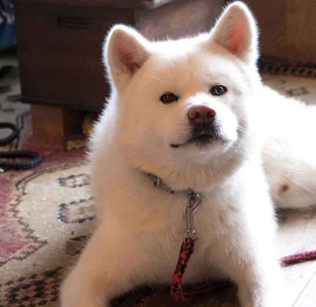 看板犬 秋田犬の忠実さを店でも発揮 ナナクモ におっとりマツ君をめでに行く ニコニコニュース