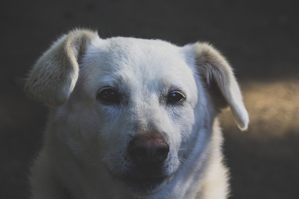 ドイツでは犬の殺処分はゼロは本当 日本に生まれなければ良かったというツイートが物議 ニコニコニュース